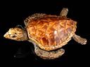 Antique Taxidermy Sea Turtle 