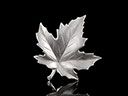 Vintage Silver Maple Leaf Brooch